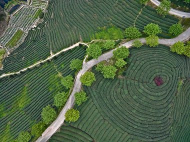 Üstünde tepe-in dağ çay bahçesi peyzaj hava fotoğrafçılığı