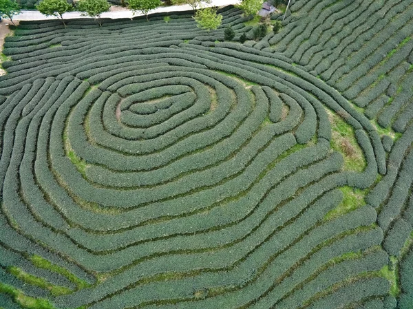 山の茶園風景の上に航空写真 — ストック写真