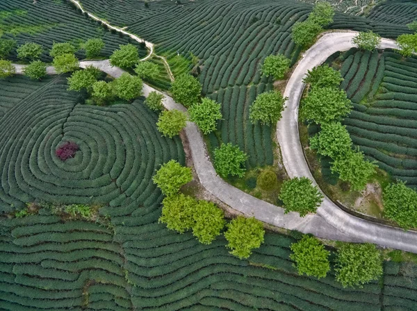 Aerial photography on top of the mountain tea garden landscape — Stock Photo, Image