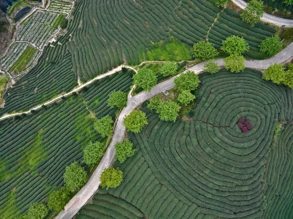 Fotografia lotnicza na szczycie góry krajobraz ogród herbata — Zdjęcie stockowe