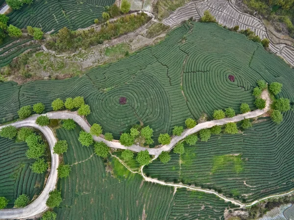 山の茶園風景の上に航空写真 — ストック写真