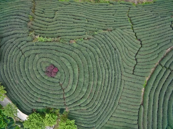 山の茶園風景の上に航空写真 — ストック写真