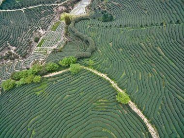 Üstünde tepe-in dağ çay bahçesi peyzaj hava fotoğrafçılığı