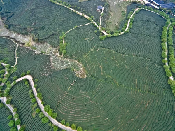 Fotografia lotnicza na szczycie góry krajobraz ogród herbata — Zdjęcie stockowe