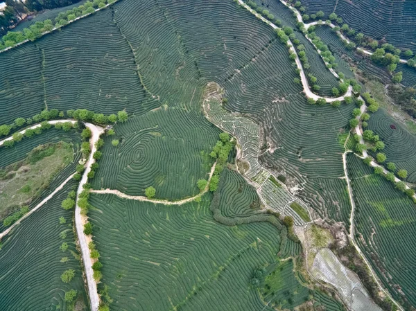 Αεροφωτογραφία πάνω από το ορεινό τοπίο Κήπος τσαγιού — Φωτογραφία Αρχείου