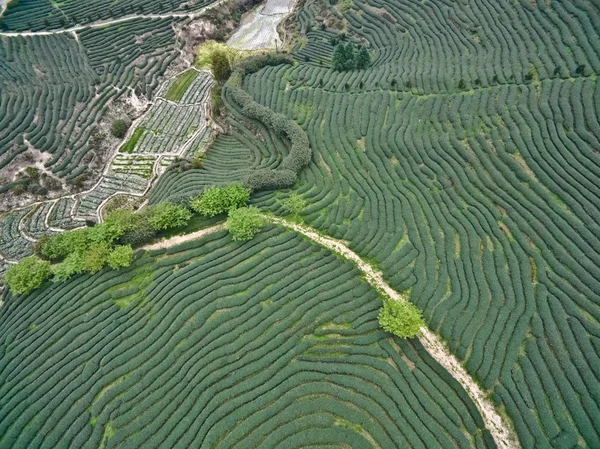 Fotografía aérea en la cima del paisaje del jardín del té de montaña — Foto de Stock