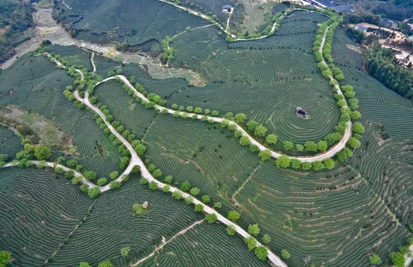 Fotografia lotnicza na szczycie góry krajobraz ogród herbata — Zdjęcie stockowe