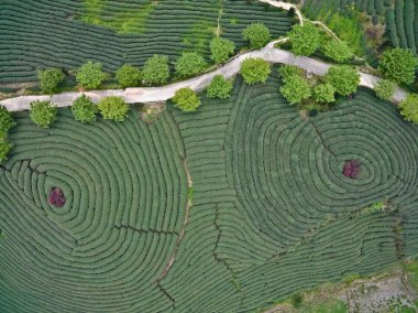 Üstünde tepe-in dağ çay bahçesi peyzaj hava fotoğrafçılığı