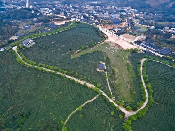 Luchtfotografie Bij Berg Thee Lentetuin Landschap Met Kronkelende Weg Rechtenvrije Stockafbeeldingen