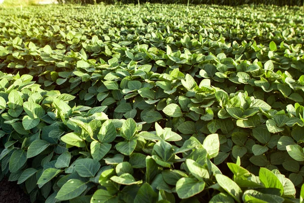 Fileiras de plantas de soja — Fotografia de Stock