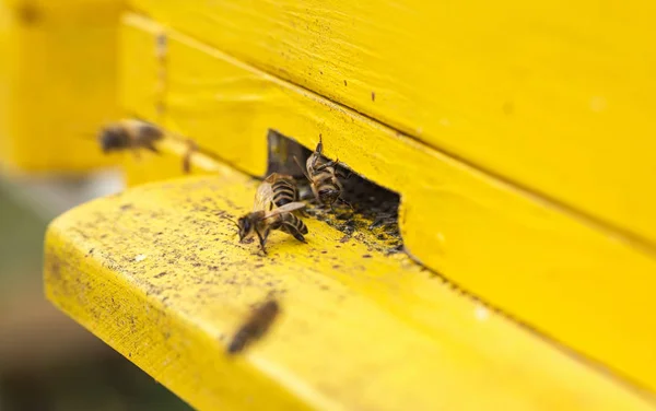 Včely a vstup do beehiv — Stock fotografie