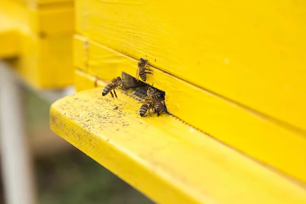 Close up bees are at the entrance to the hiv — Stock Photo, Image