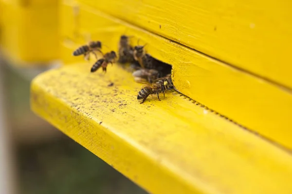 Bienen ziehen in einen Bienenstock — Stockfoto