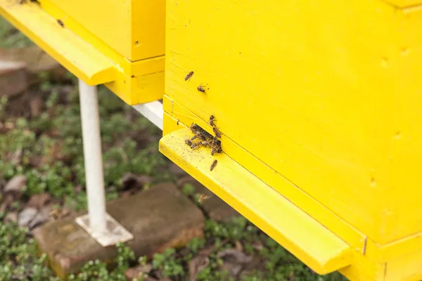 Biene sammelt Nektar und Pollen von einer Blume und bewegt sich in eine — Stockfoto