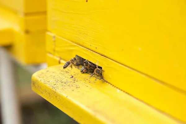 Close up bees and entrance to the beehiv — Stock Photo, Image