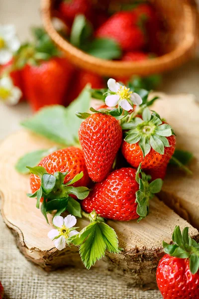 Köstliche rote Erdbeeren im Sprin — Stockfoto