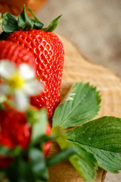 Erdbeeren frisch ernten — Stockfoto