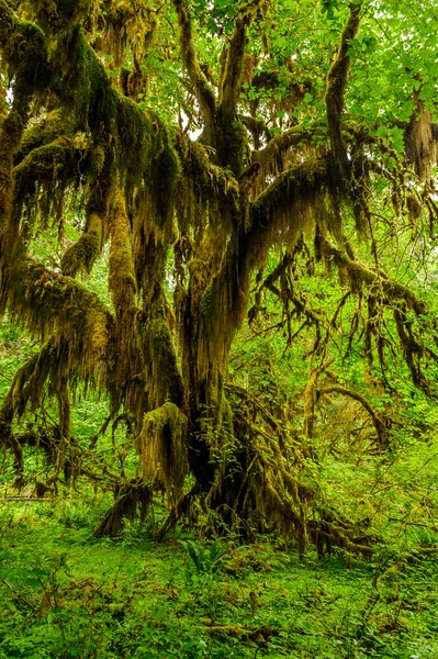 Tree covered with moss in the rain forest — Stock Photo, Image