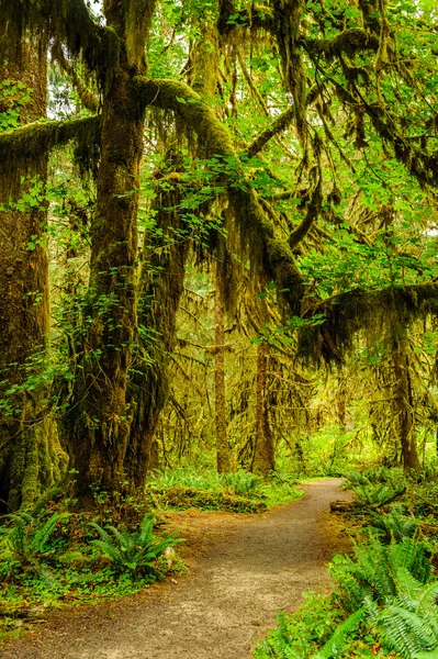 Turistická stezka se stromy pokryté mechem v deštném pralese — Stock fotografie