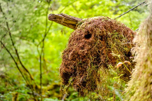 yağmur ormanlarında güdük üzerinde yosun