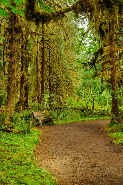 Sentier de randonnée et banc avec des arbres couverts de mousse sous la pluie Image En Vente