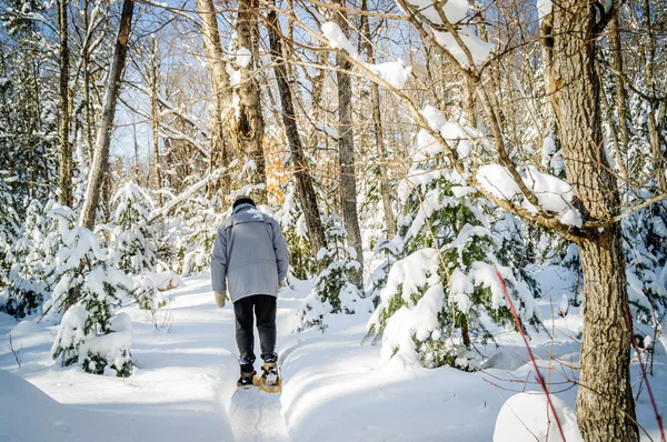 Escena de invierno con arce de colores y árboles de Navidad en Quebec c —  Fotos de Stock