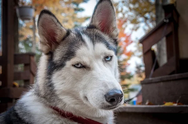 Schlitten Husky Dog Semi Profil Nahaufnahme — Stockfoto