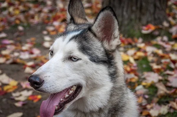 Trenó husky cão semi perfil closeup — Fotografia de Stock