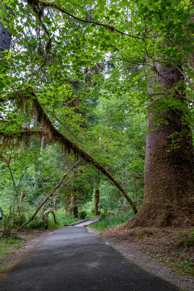 Wanderweg mit Bäumen und Brücke des hoh-Regenwaldes — Stockfoto