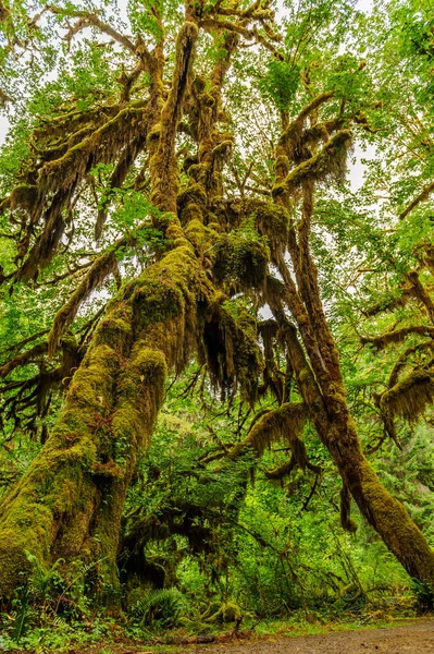 Tree covered with moss — Stock Photo, Image