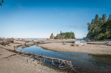 dalgaların karaya attığı odun Ruby Beach