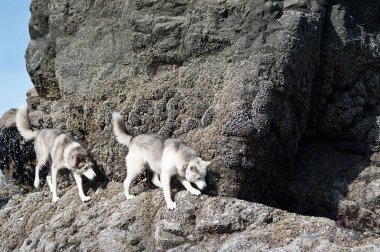 kayalıklardan Ruby Beach yürüme huskies köpekler