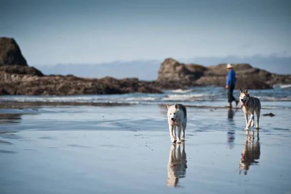 Huskies cães dando um passeio com uma mulher — Fotografia de Stock