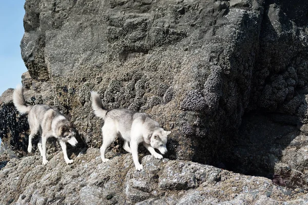 Psy Huskies spaceru w skał w Ruby Beach — Zdjęcie stockowe