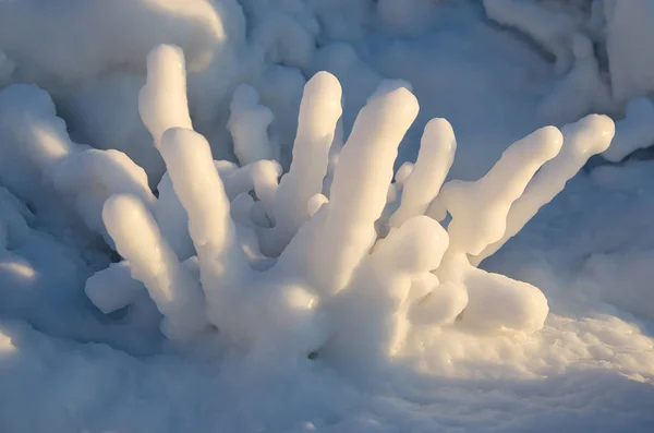 Γρασίδι καλύπτει πάγο το χειμώνα — Φωτογραφία Αρχείου