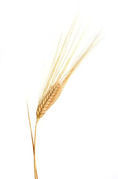 Espigas de trigo aisladas sobre fondo blanco — Foto de Stock