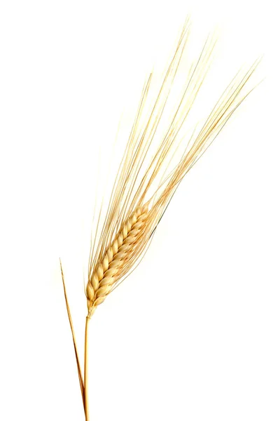 Beyaz arkaplanda yalıtılmış buğday kulakları — Stok fotoğraf