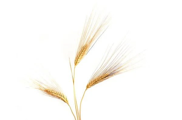 Beyaz arkaplanda yalıtılmış buğday kulakları — Stok fotoğraf
