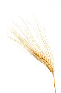 Beyaz arkaplanda yalıtılmış buğday kulakları