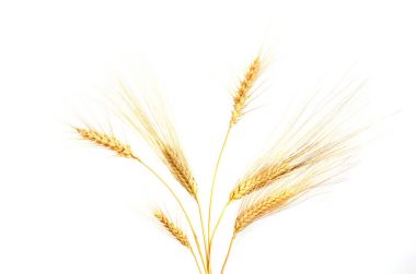 Beyaz arkaplanda yalıtılmış buğday kulakları