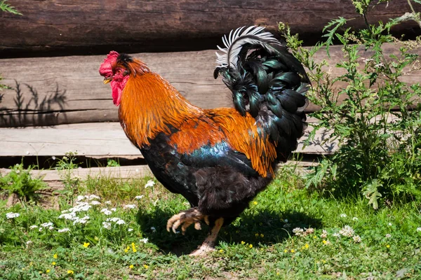 Gallo colorido sobre fondo verde de la naturaleza —  Fotos de Stock