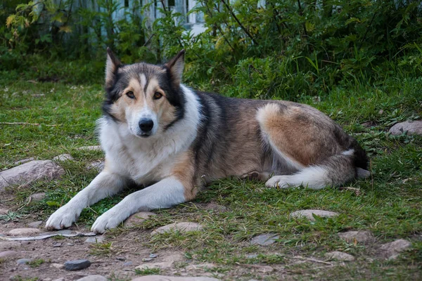 Chien couché sur l'herbe l'air triste — Photo