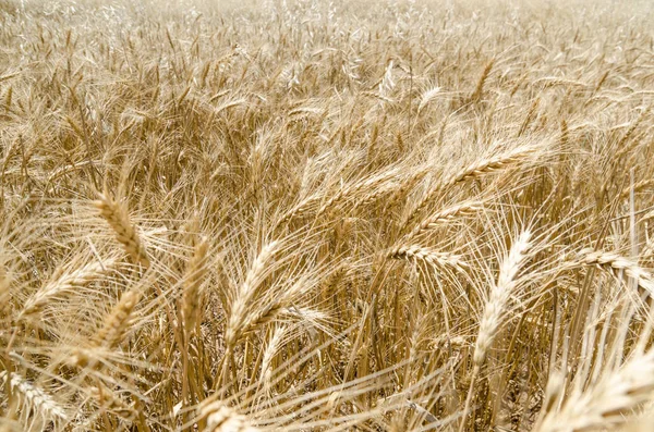 Золотое пшеничное поле. Природный ландшафт заката . — стоковое фото