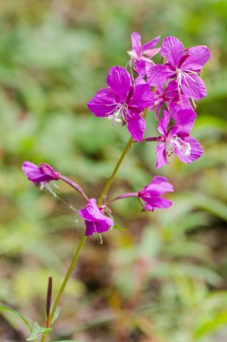 Willow herb Ivan-çay bulanık arka plan üzerinde çiçekler