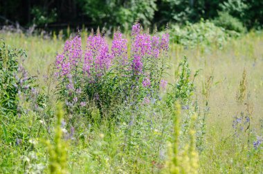 Willow herb Ivan-çay bulanık arka plan üzerinde çiçekler