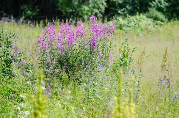 Willow herb Ivan-çay bulanık arka plan üzerinde çiçekler