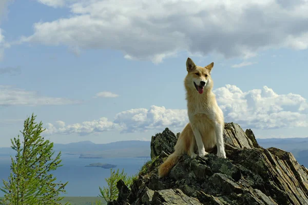 一只白的红狗都把目光投向重云海间山 — 图库照片