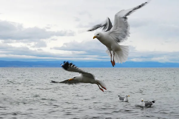 Seagull flying in the cloudy sky under the lake Baikal