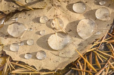 sonbahar sarı yaprak su damlaları