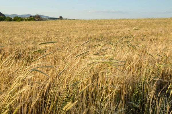 Campo de trigo dourado. Paisagem do pôr do sol bela natureza . — Fotografia de Stock